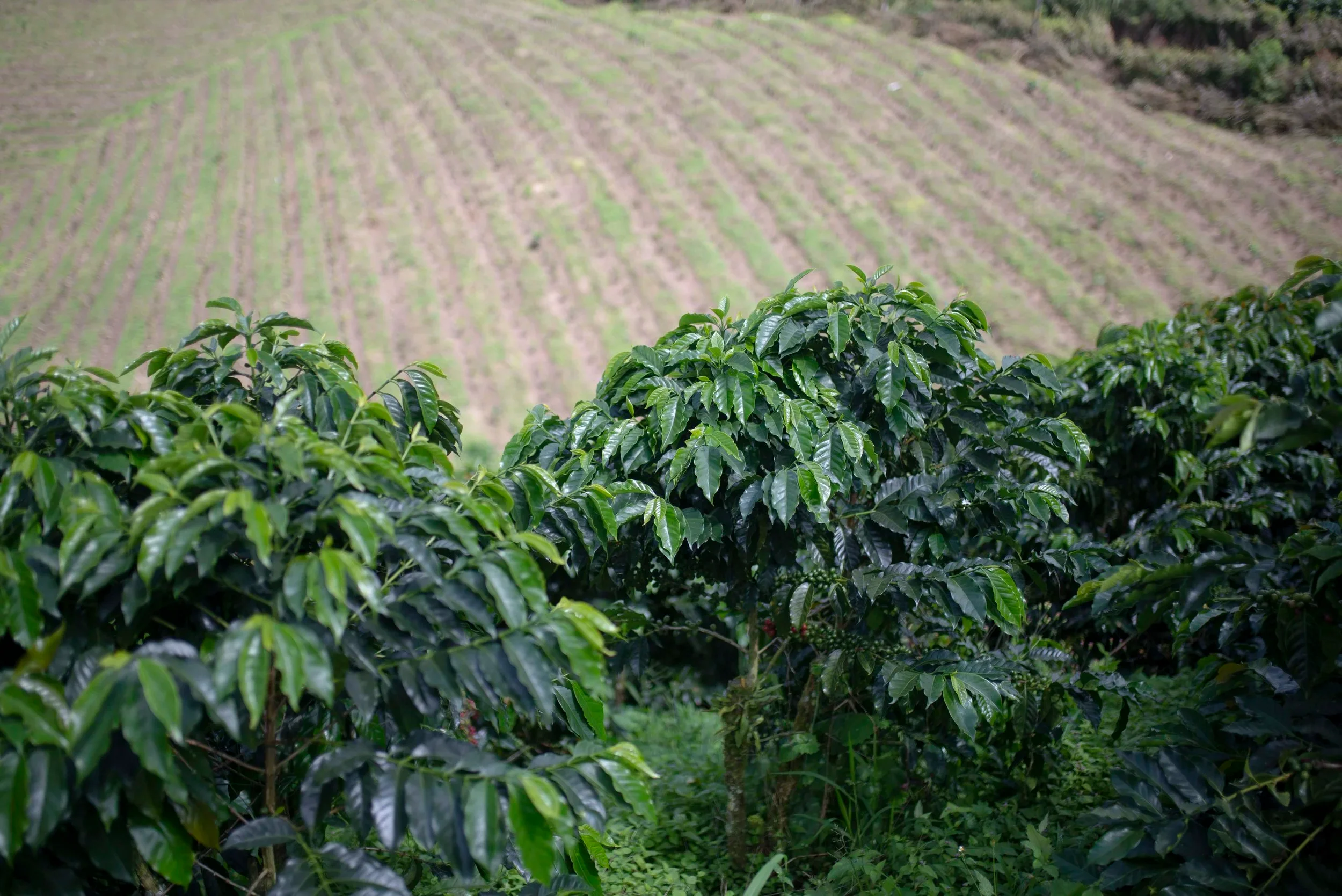 Colombia - Finca Milan April - Image 3